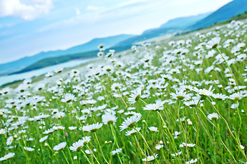 Image showing camomile field