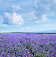 Image showing nature in Crimea