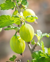 Image showing gooseberry