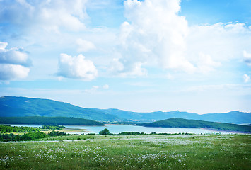 Image showing camomile field