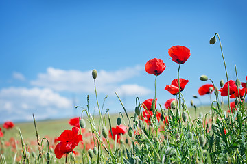 Image showing poppies field