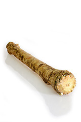 Image showing Horseradish Root