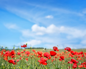 Image showing poppies field