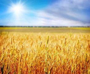 Image showing wheat and sky