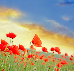 Image showing poppies