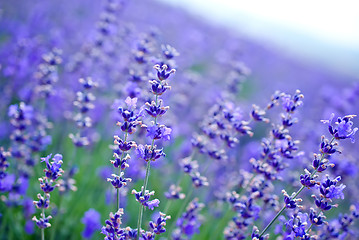 Image showing nature in Crimea