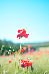 Image showing poppies field