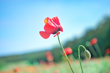 Image showing poppies field