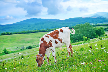 Image showing caw in the field