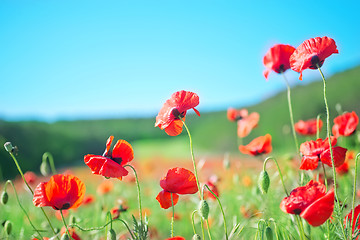 Image showing poppies field