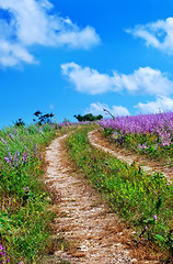 Image showing nature in Crimea