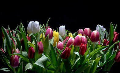 Image showing Bouquet of Bright Tulips Blooms