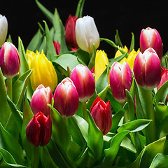 Image showing Bouquet of Bright Tulips Blooms