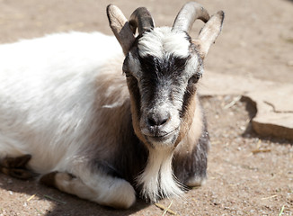 Image showing Goat