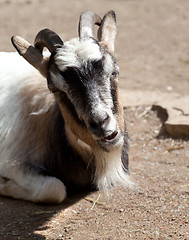 Image showing Goat in sun day
