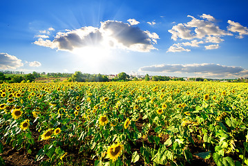 Image showing Landscape with sunflowers