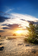 Image showing Tree in sand desert