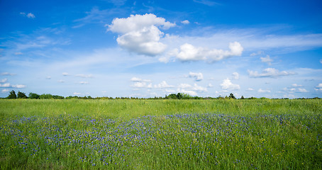 Image showing Wildflowers Springtime Horizon Rural Countryside Fluffy Clouds B