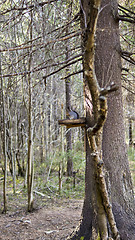 Image showing Squirrel in special forests feeder