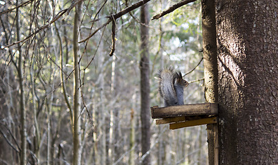 Image showing Squirrel eats in special feeder in forest