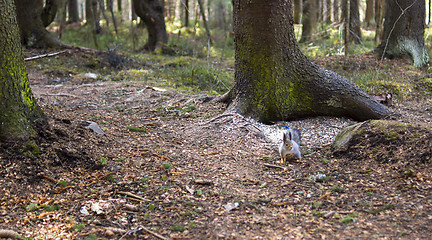 Image showing Nothern squirrel in pine forest