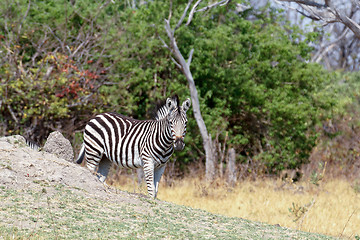 Image showing Zebras in african bush