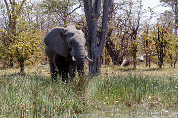 Image showing African Elephant Moremi Game reserve, Okawango Delta