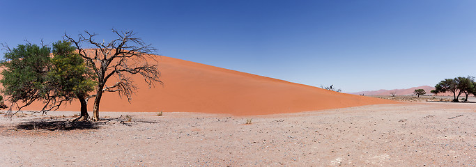 Image showing wide panorama Dune 45 in sossusvlei Namibia