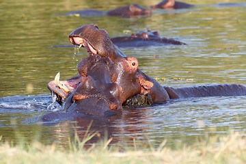 Image showing Two fighting young male hippopotamus Hippopotamus