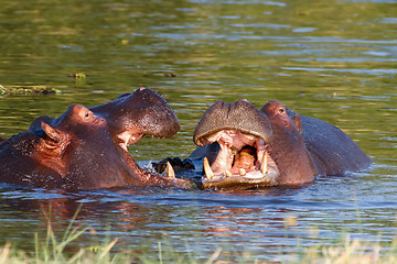 Image showing Two fighting young male hippopotamus Hippopotamus