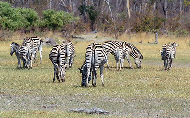 Image showing Zebras in african bush