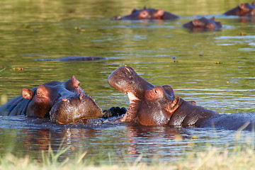 Image showing Two fighting young male hippopotamus Hippopotamus