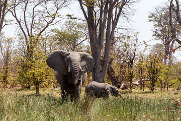 Image showing African Elephant Moremi Game reserve, Okawango Delta