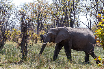 Image showing African Elephant Moremi Game reserve, Okawango Delta