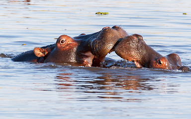 Image showing Two fighting young male hippopotamus Hippopotamus