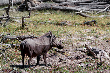 Image showing African Wildlife Warthog