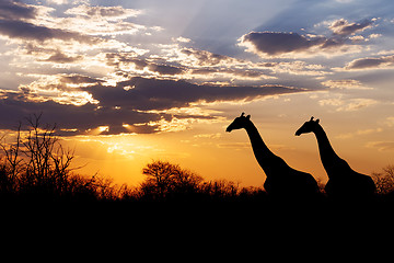 Image showing sunset and giraffes in silhouette in Africa