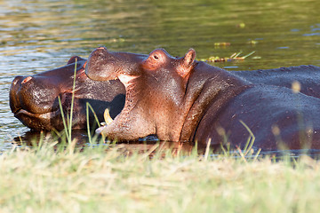 Image showing Two fighting young male hippopotamus Hippopotamus