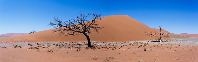 Image showing wide panorama Dune 45 in sossusvlei Namibia