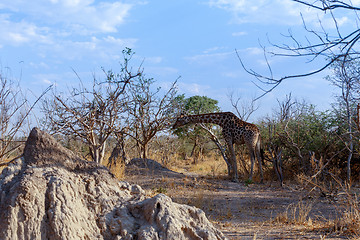 Image showing adult giraffe grazing on tree