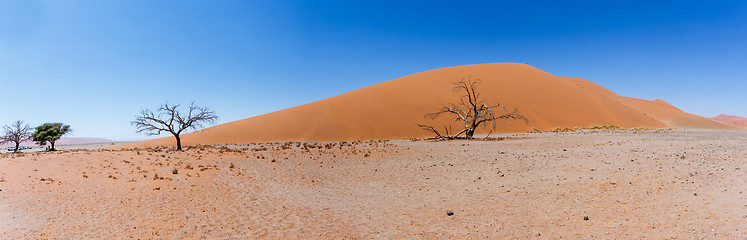 Image showing wide panorama Dune 45 in sossusvlei Namibia