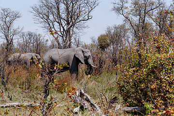 Image showing African Elephant Moremi Game reserve, Okawango Delta