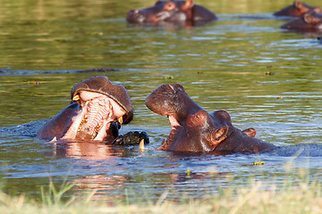 Image showing Two fighting young male hippopotamus Hippopotamus