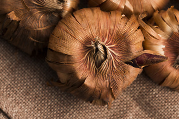 Image showing Gladiola bulbs ready to plant in the spring garden