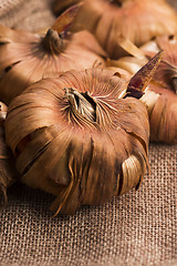 Image showing Gladiola bulbs ready to plant in the spring garden