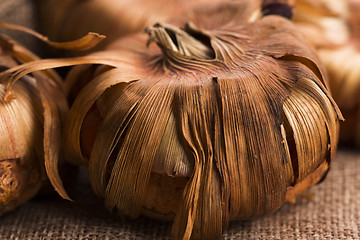 Image showing Gladiola bulbs ready to plant in the spring garden