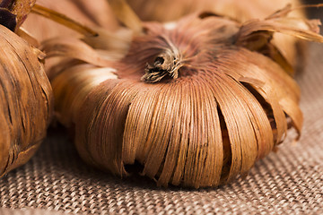 Image showing Gladiola bulbs ready to plant in the spring garden