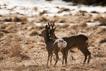 Image showing deer