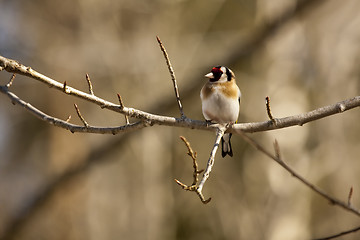 Image showing gold finch