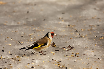 Image showing gold finch